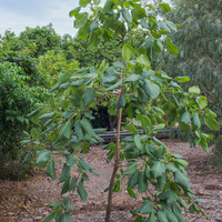 Terminalia ferdinandiana